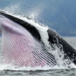Observation des baleines au Québec : Tadoussac et le fleuve Saint-Laurent
