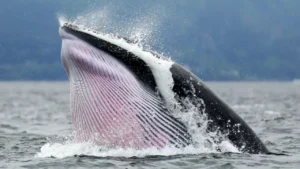 Observation des baleines au Québec : Tadoussac et le fleuve Saint-Laurent