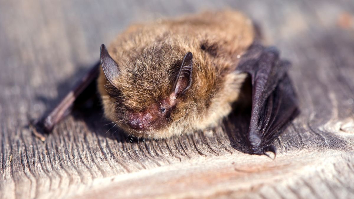 Canadian Boy, 11, Dies of Rabies After Waking Up With Bat on His Face